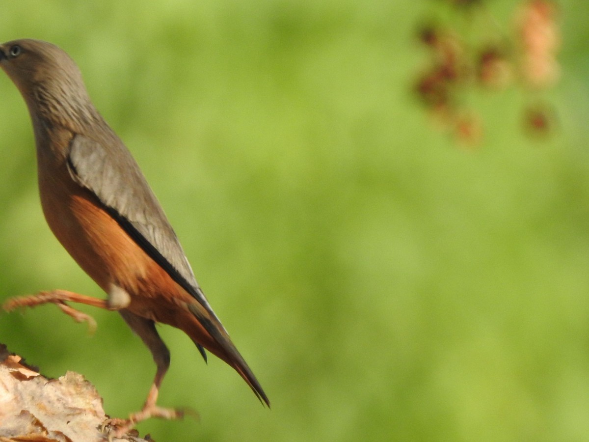 Chestnut-tailed Starling - ML573859171