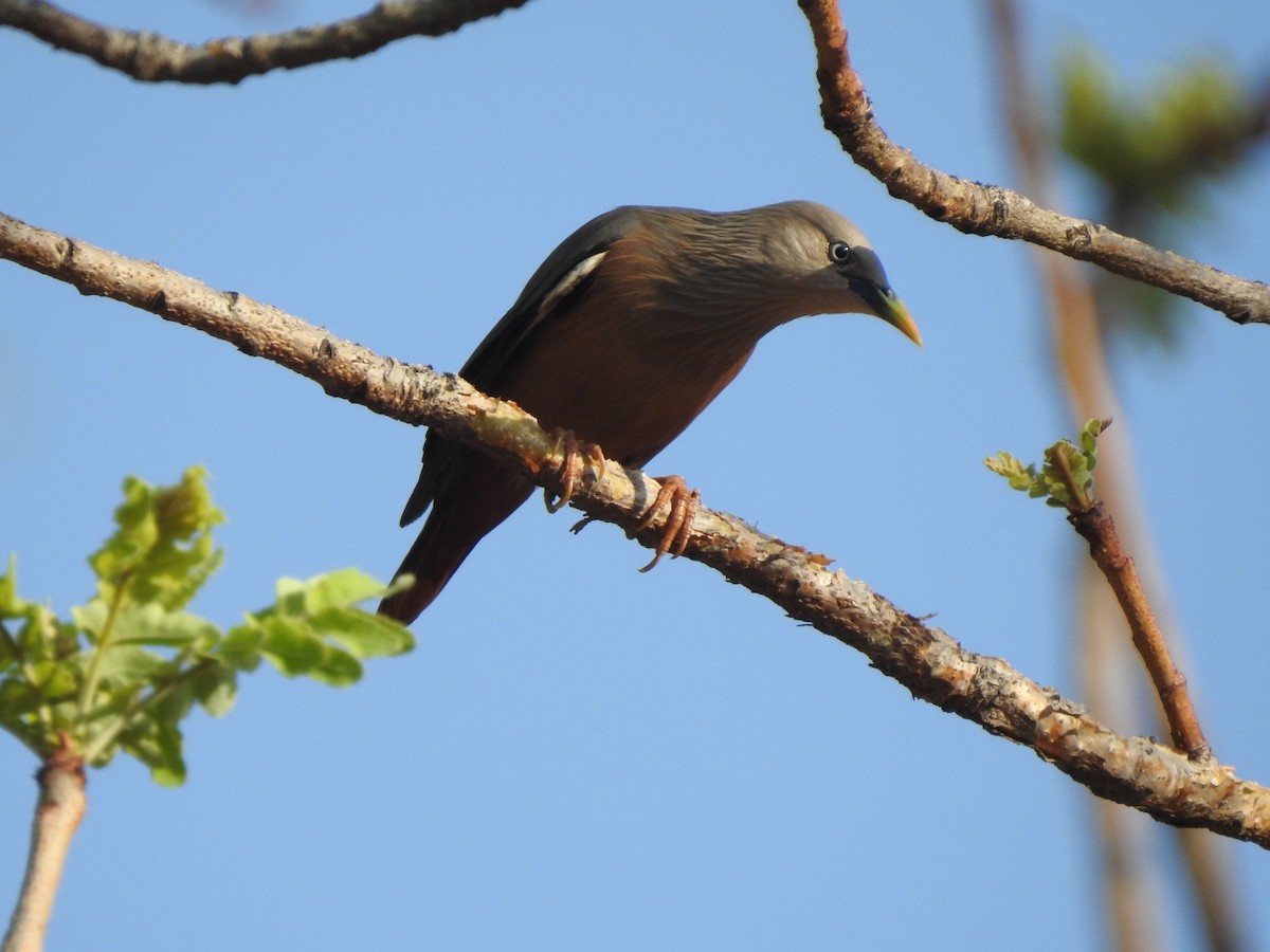 Chestnut-tailed Starling - ML573859211