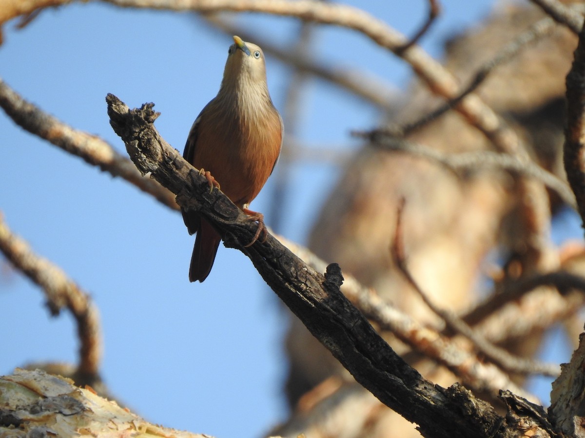 Chestnut-tailed Starling - ML573859221