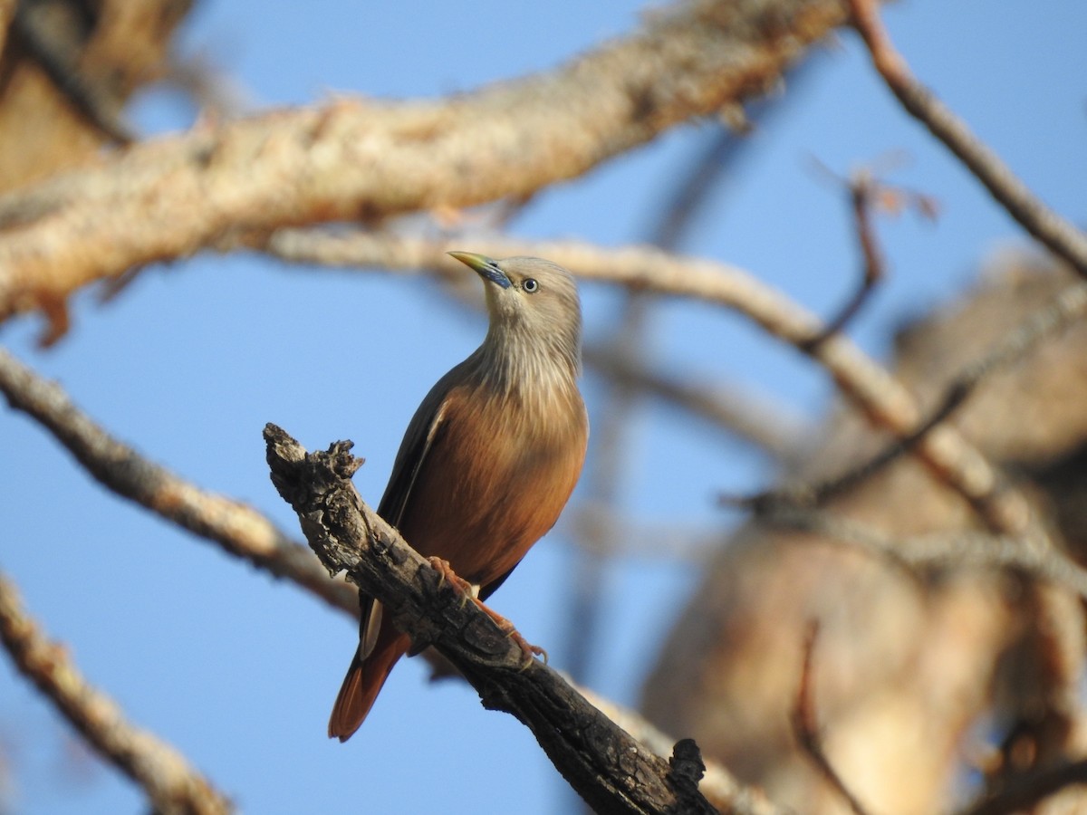 Chestnut-tailed Starling - ML573859241