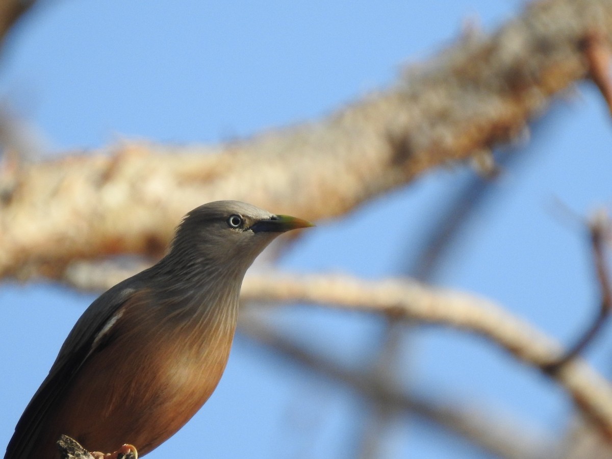 Chestnut-tailed Starling - ML573859261