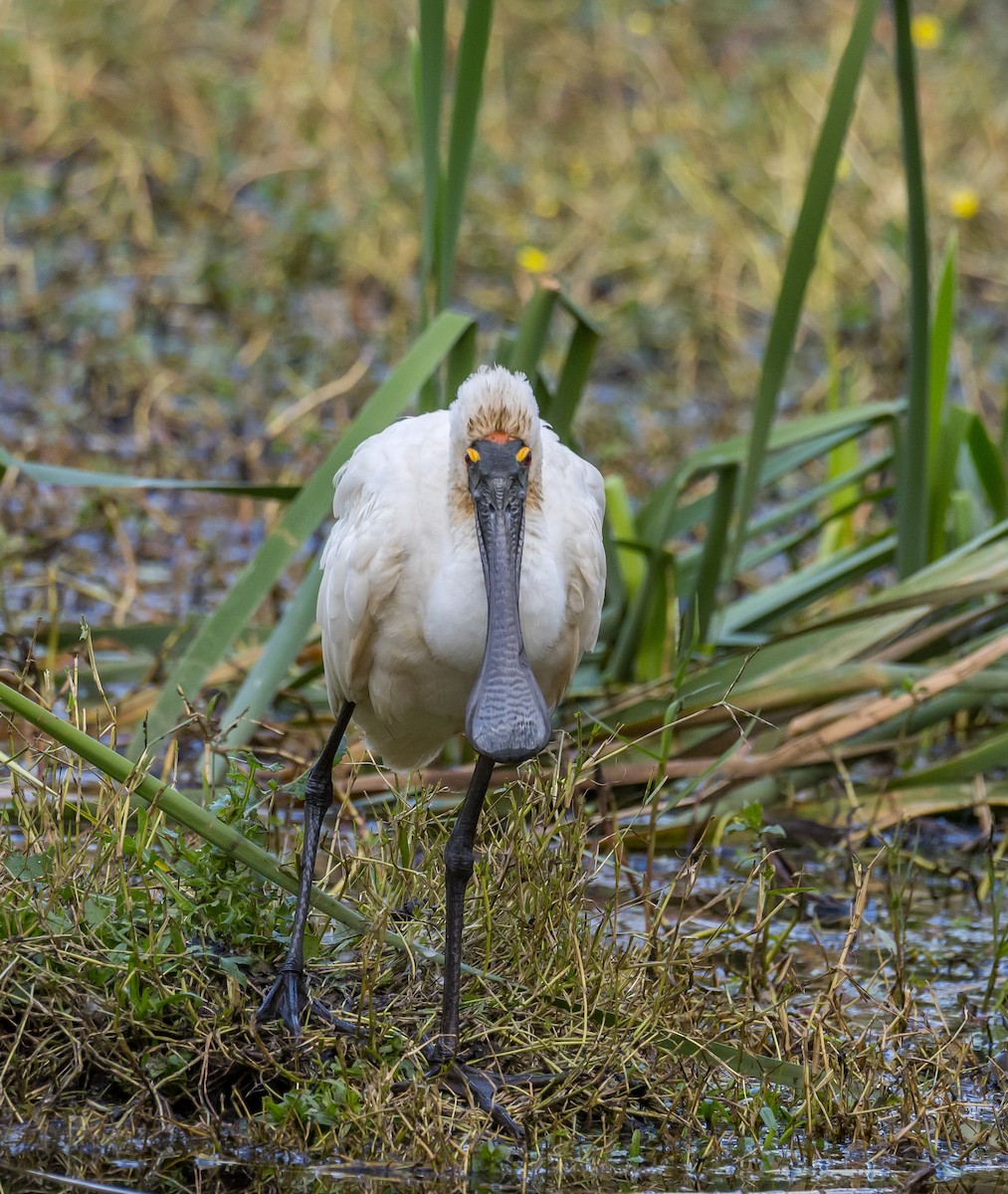 Royal Spoonbill - Louise Summerhayes