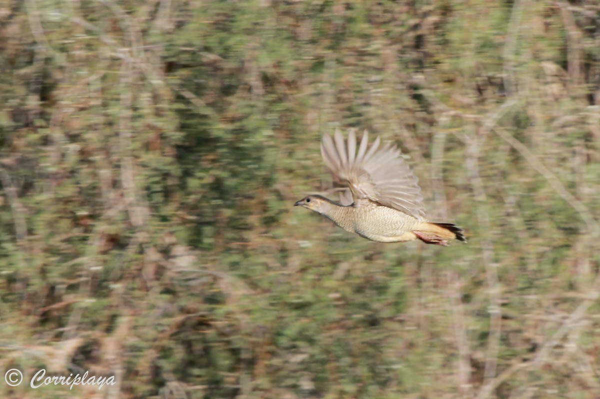 Gray Francolin - Fernando del Valle