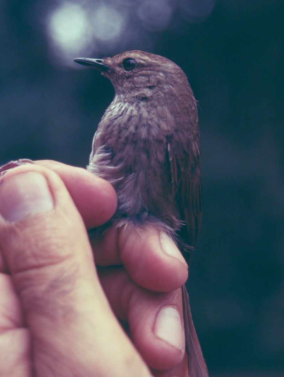 Barratt's Warbler - ML573859791