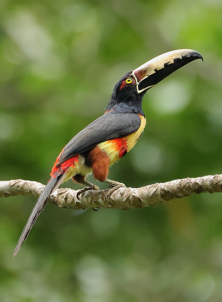 Collared Aracari - ML573860061