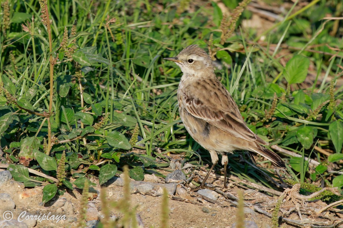 Water Pipit - Fernando del Valle