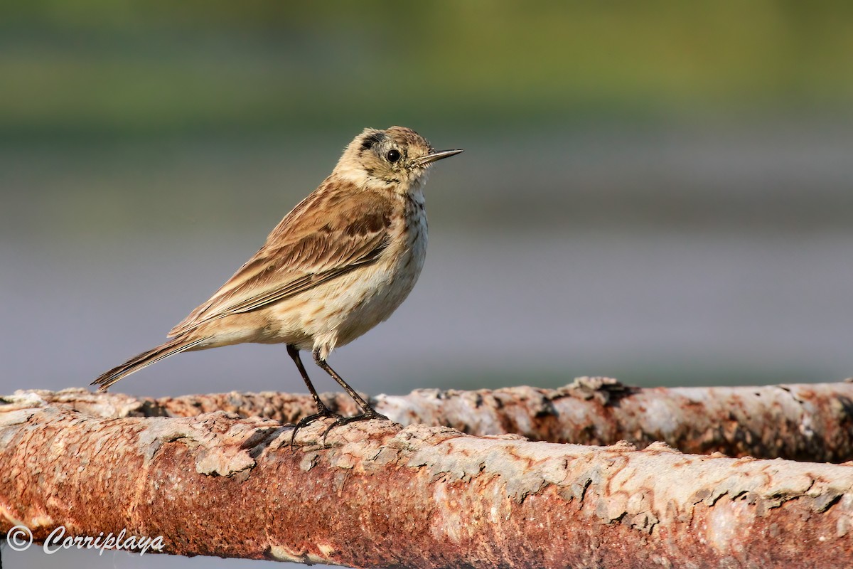 Water Pipit - Fernando del Valle