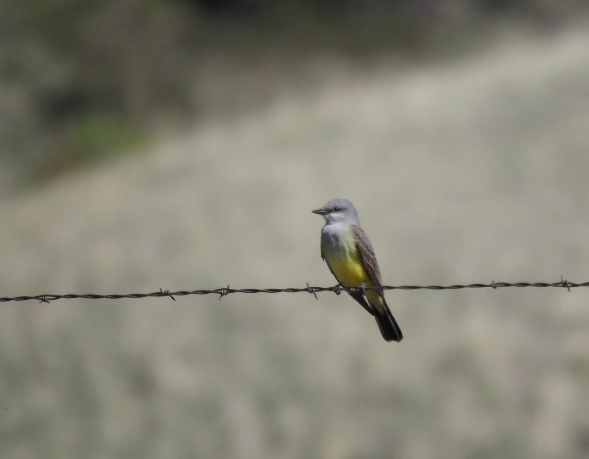 Western Kingbird - ML57386081