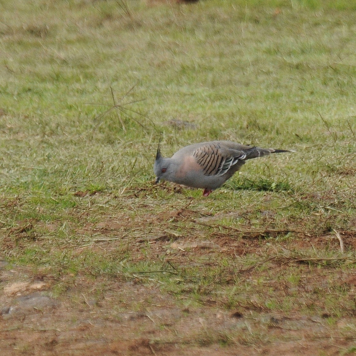 Crested Pigeon - ML57386191