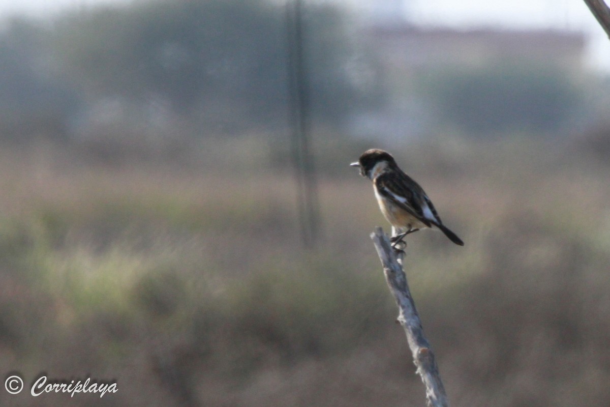 Siberian Stonechat - ML573861961