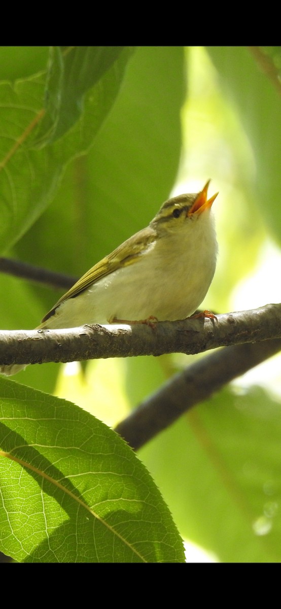 Western Crowned Warbler - ML573862011