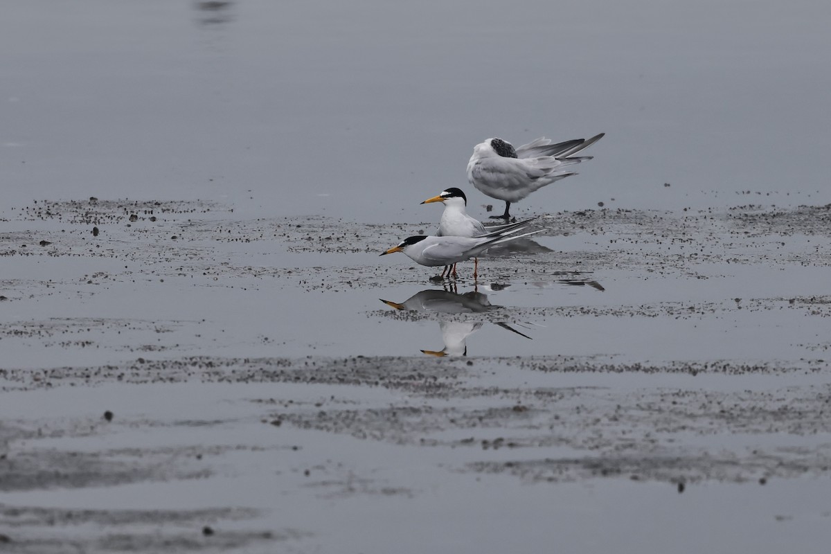 Little Tern - ML573862671