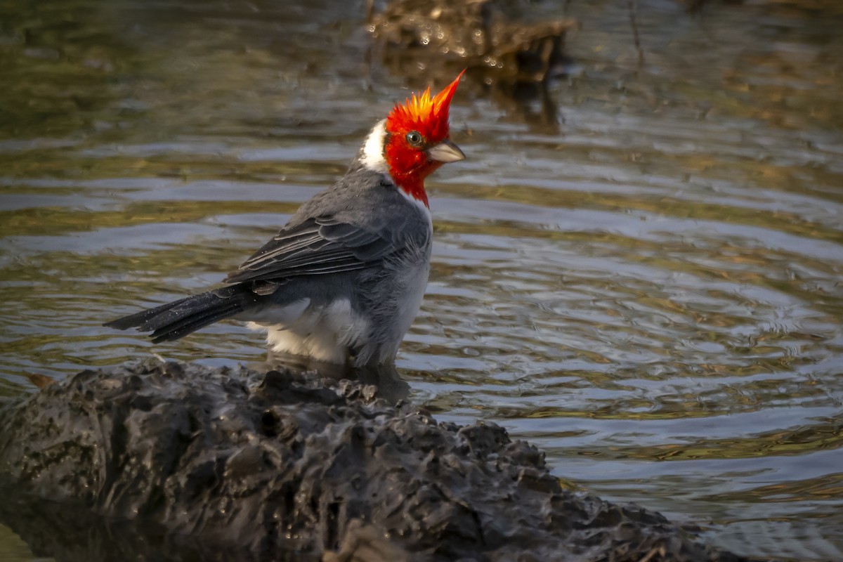 Red-crested Cardinal - ML573863331