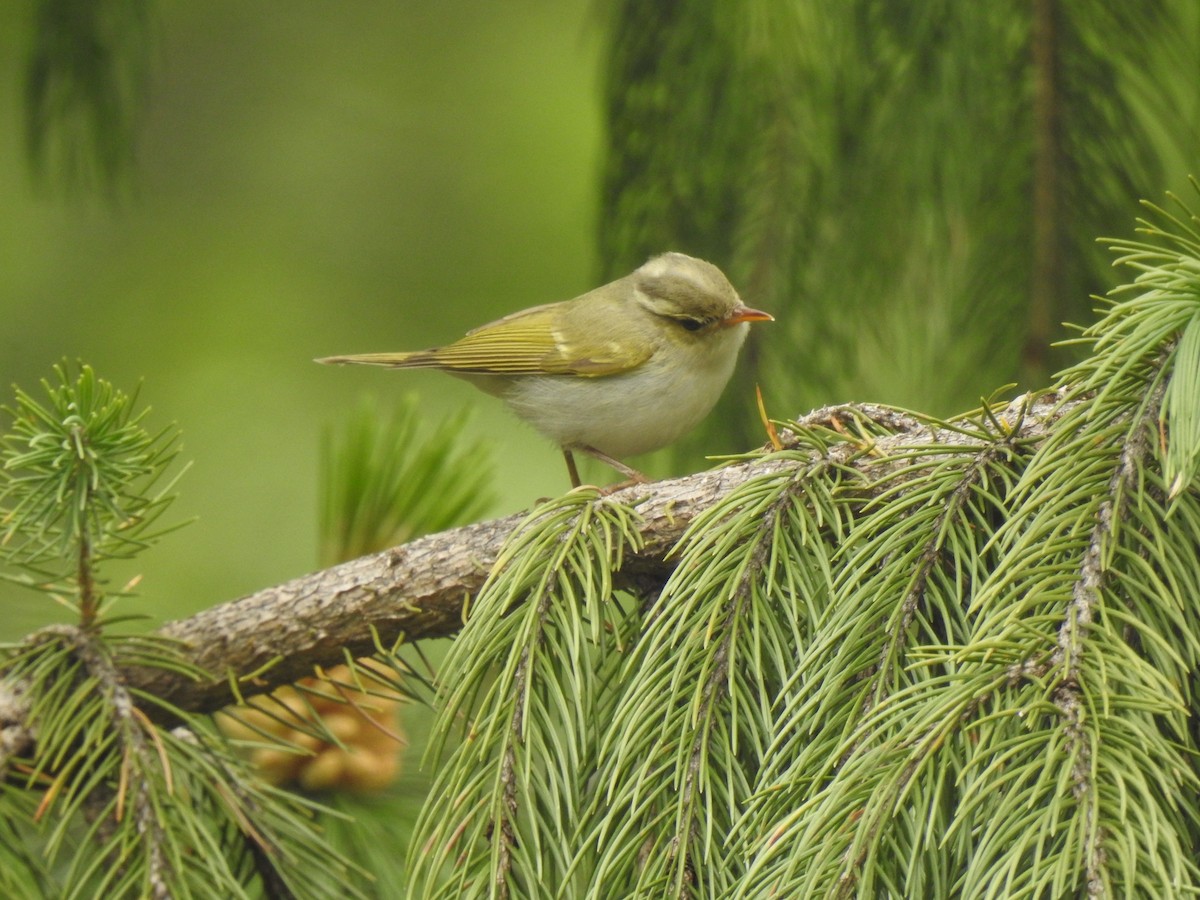 Western Crowned Warbler - Ranjeet Singh