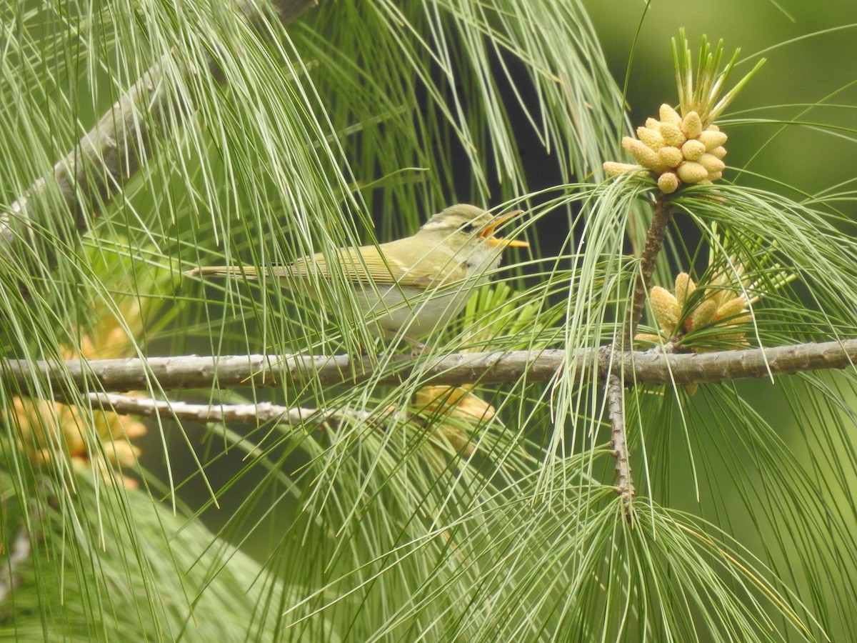 Mosquitero Occipital - ML573864141