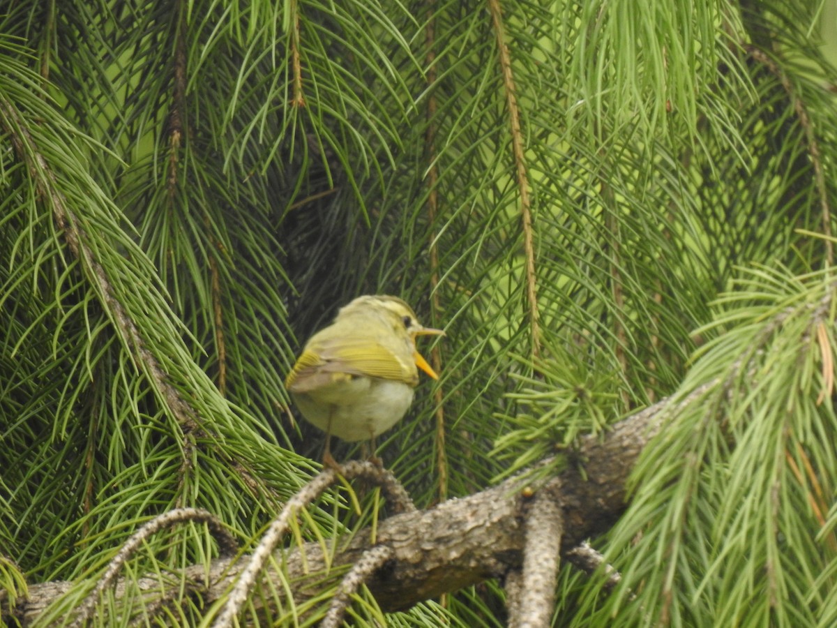 Western Crowned Warbler - ML573864161