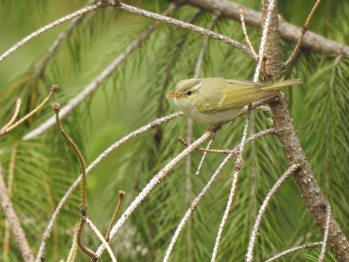 Western Crowned Warbler - Ranjeet Singh