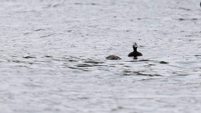 Long-tailed Duck - ML573865671