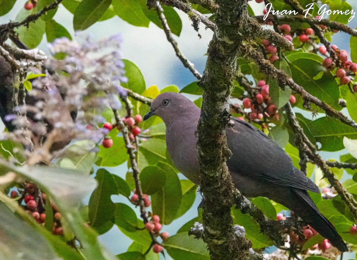 Plumbeous Pigeon - ML573866531