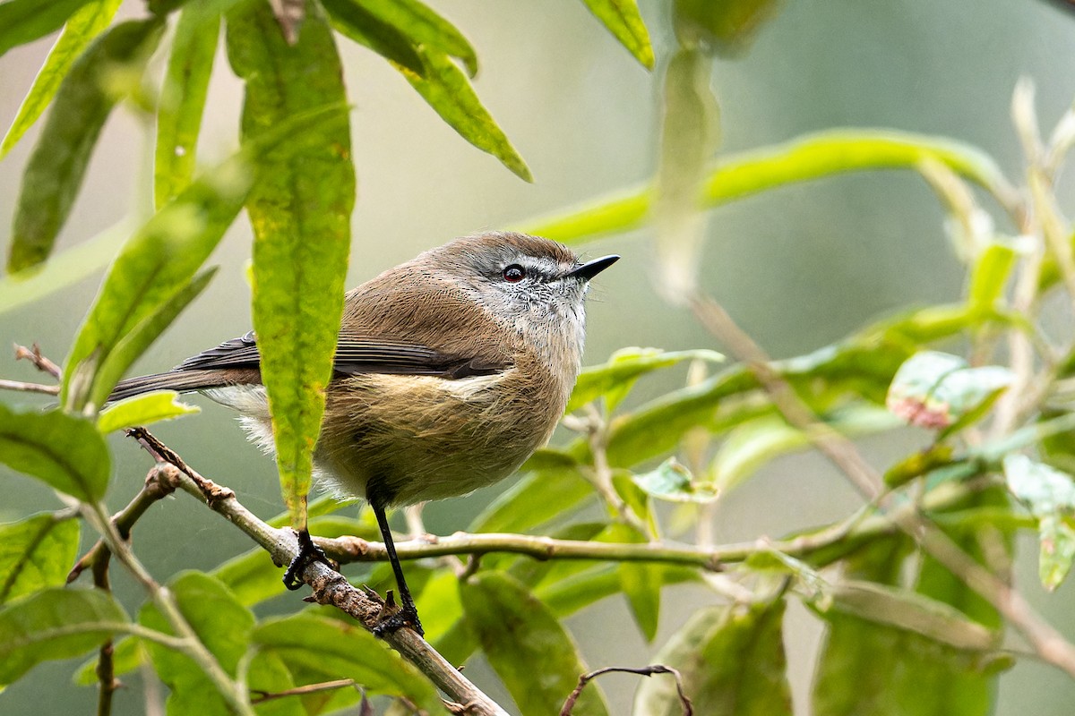 Brown Gerygone - ML573866891