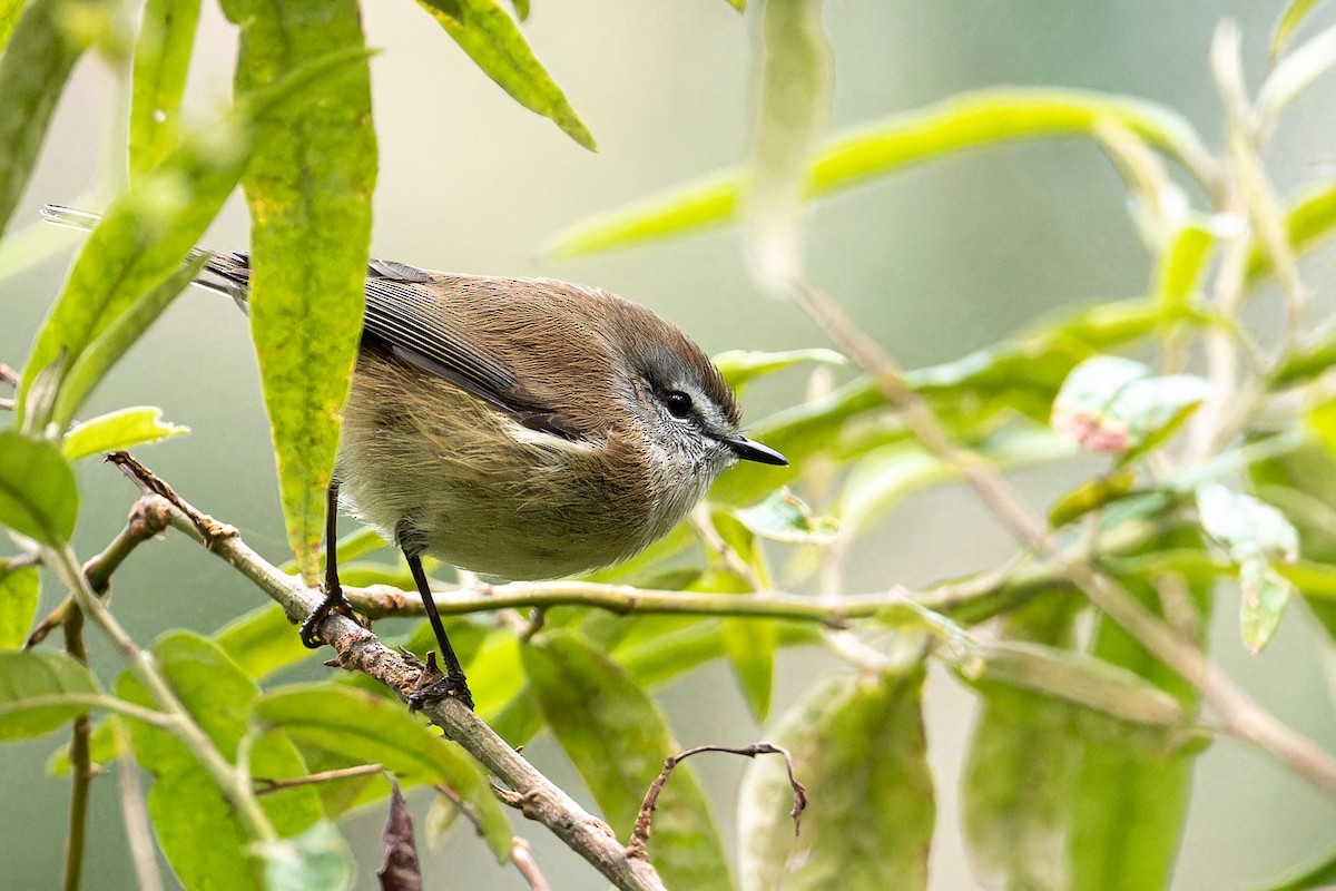 Brown Gerygone - ML573866931