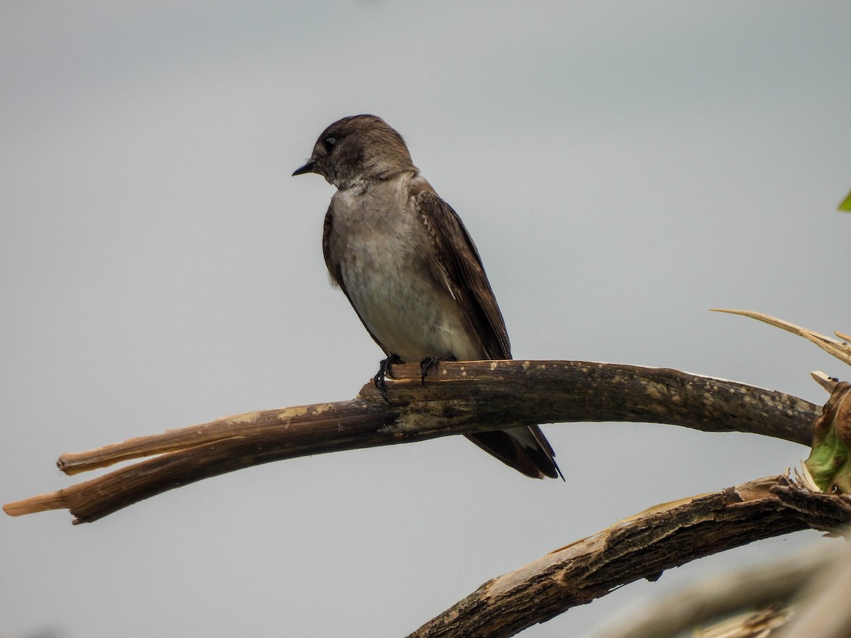 Northern Rough-winged Swallow - ML573866971