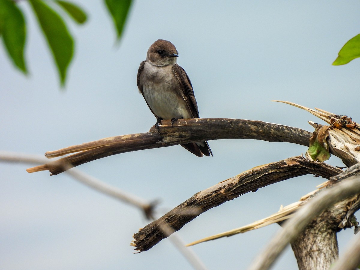 Northern Rough-winged Swallow - ML573866981