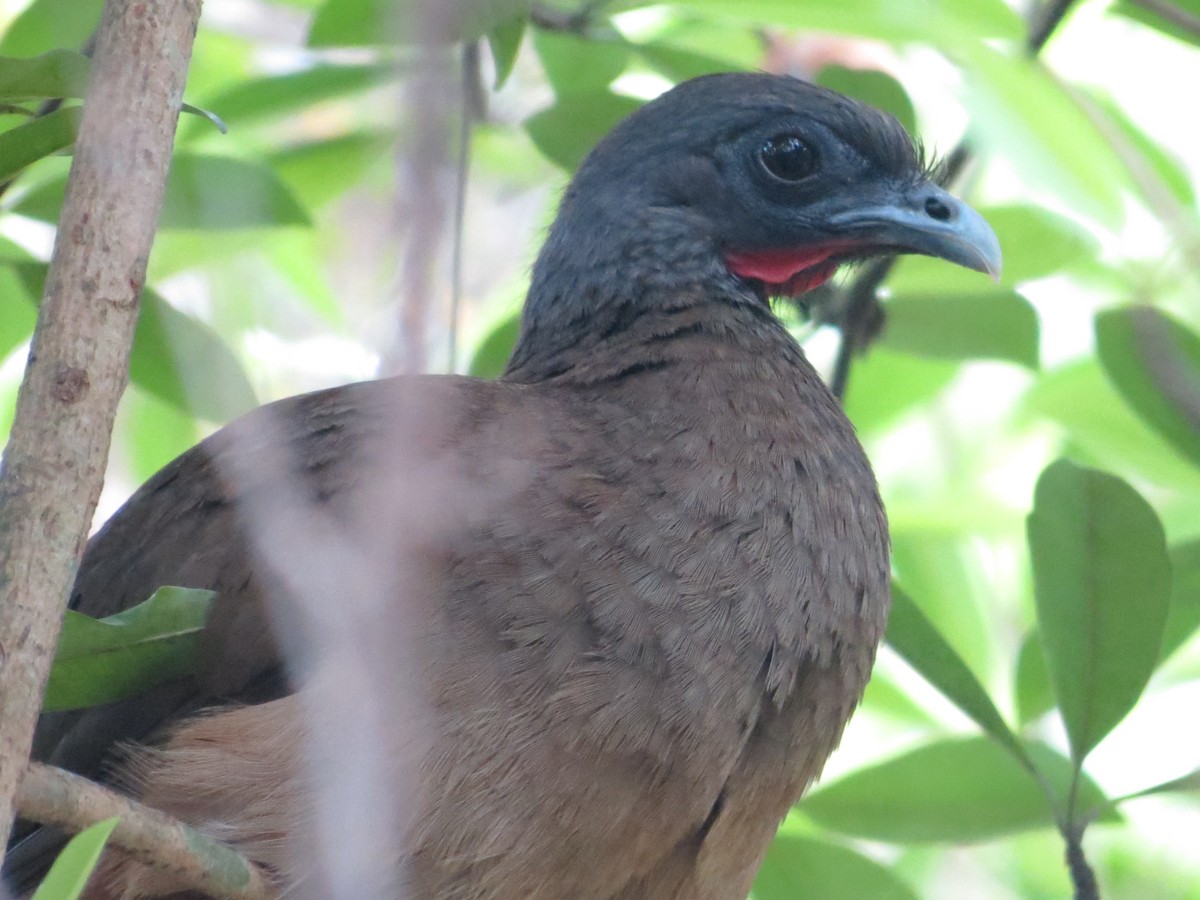 Chachalaca Culirroja - ML573867611