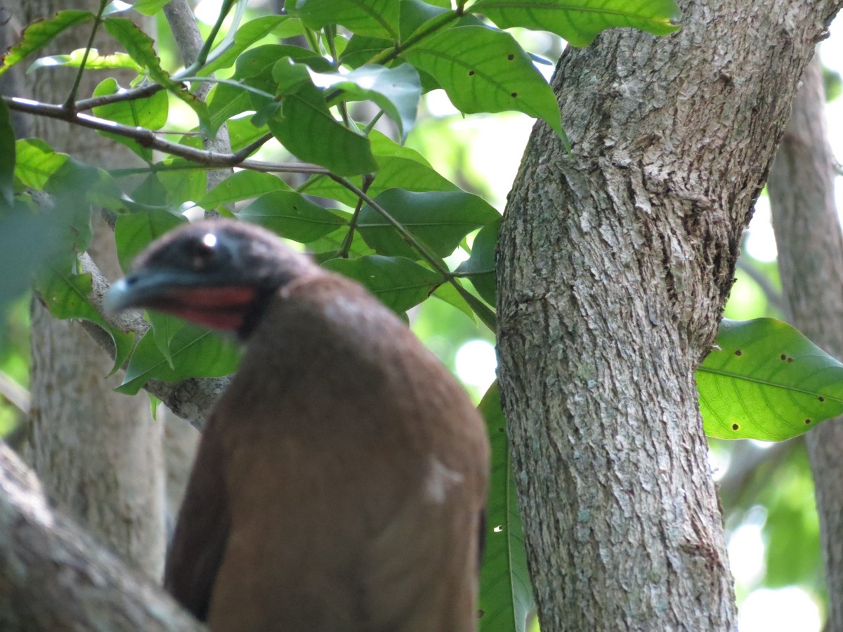 Rufous-vented Chachalaca - ML573867651