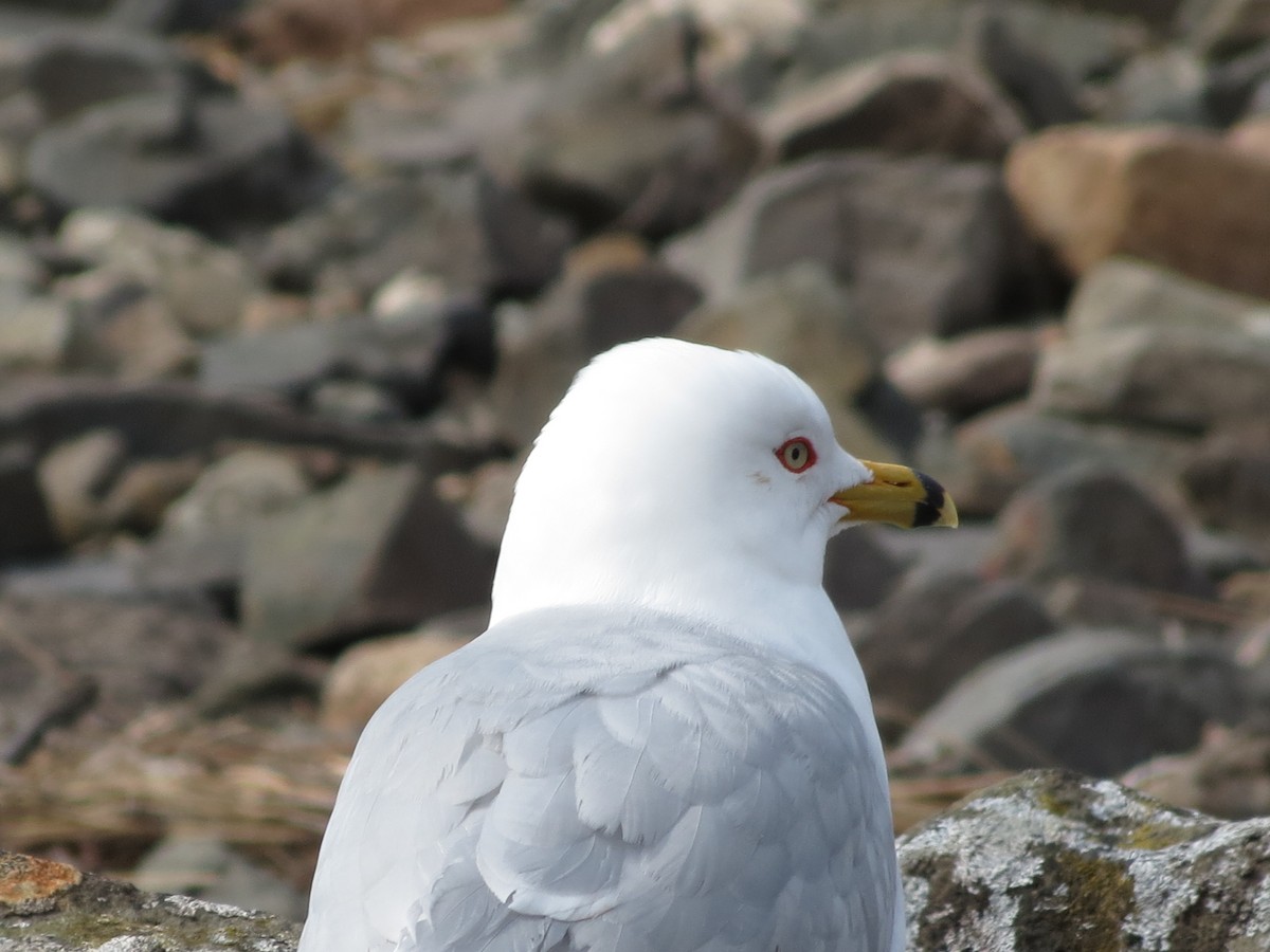 Ring-billed Gull - Juvenile Birder