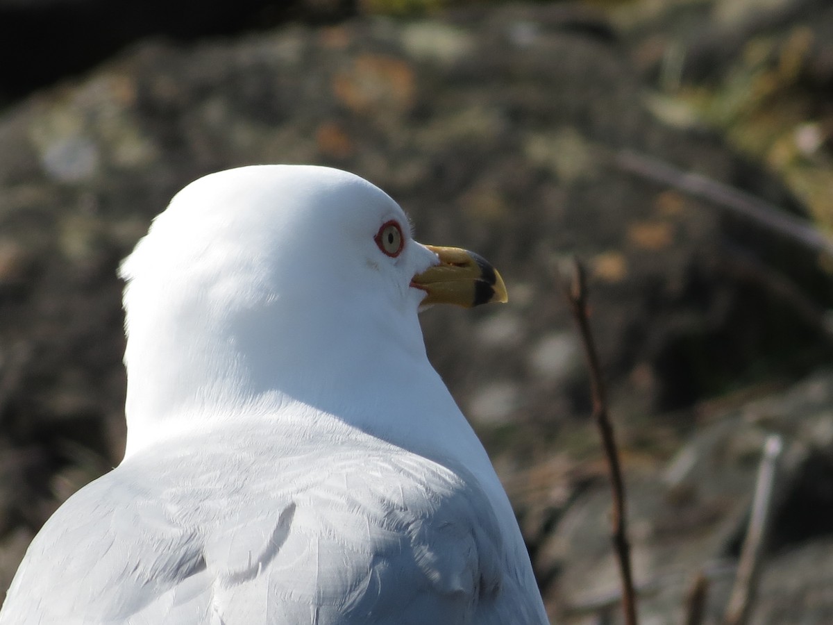 Ring-billed Gull - Juvenile Birder
