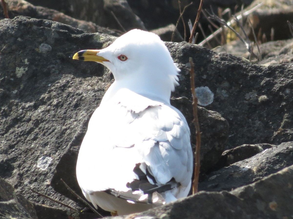 Ring-billed Gull - ML573867961