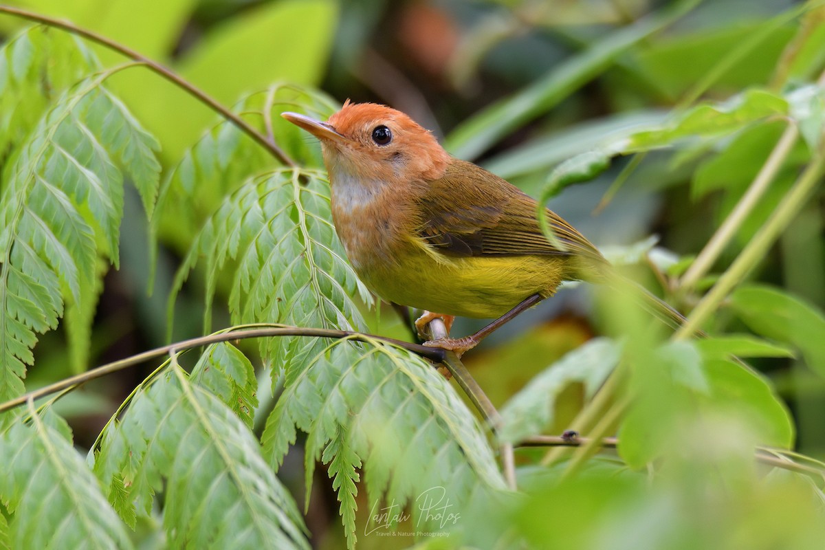 Rufous-headed Tailorbird - ML573868711