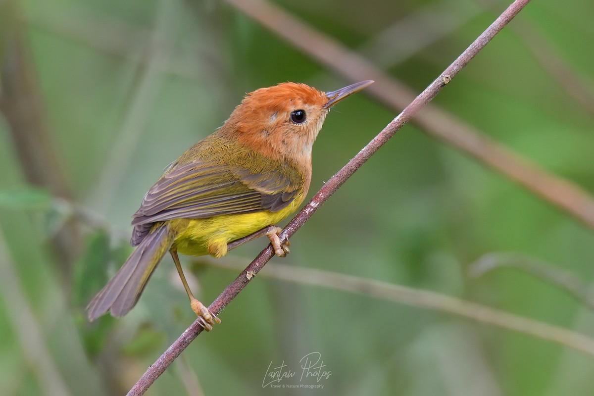 Rufous-headed Tailorbird - ML573868721