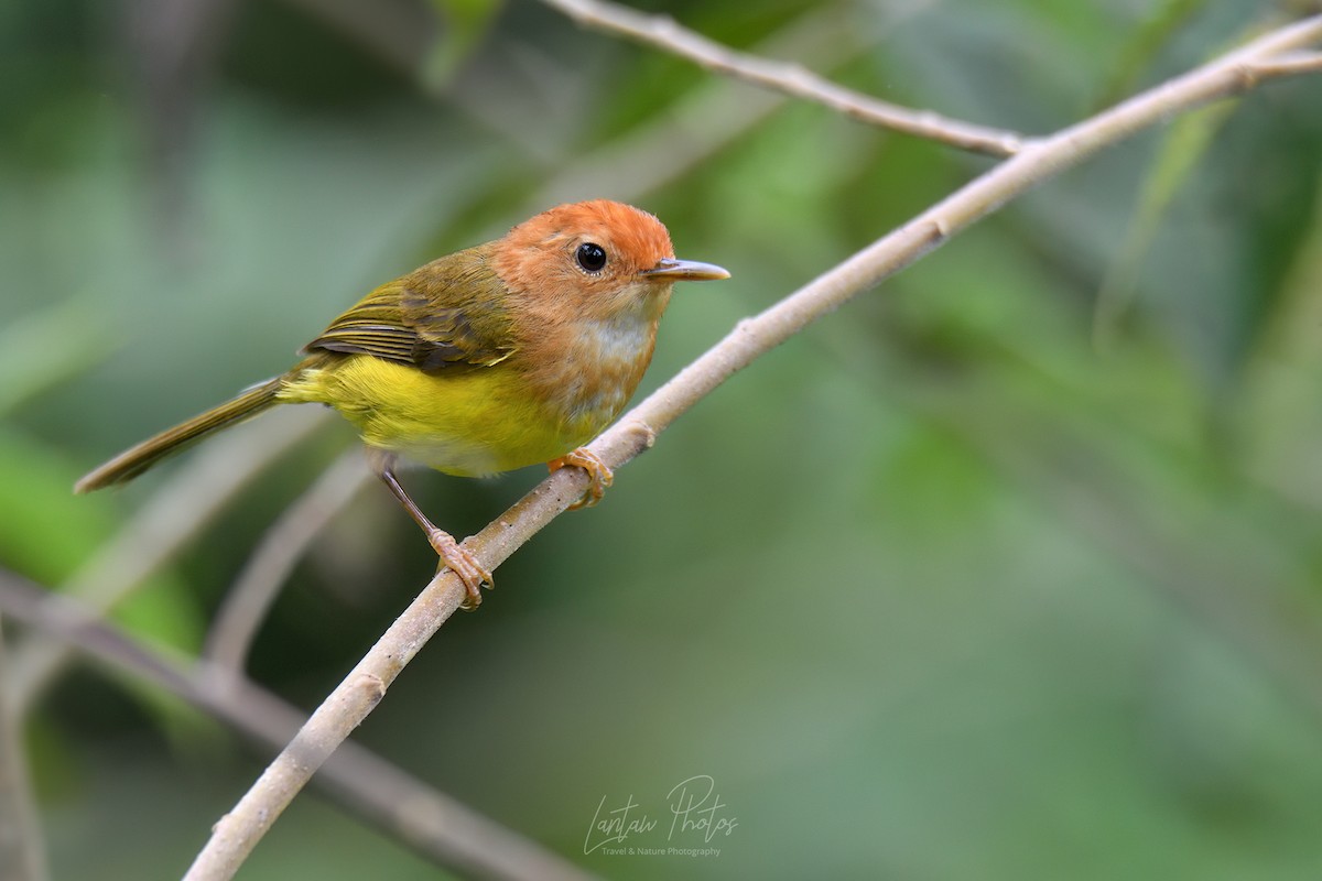 Rufous-headed Tailorbird - ML573868731