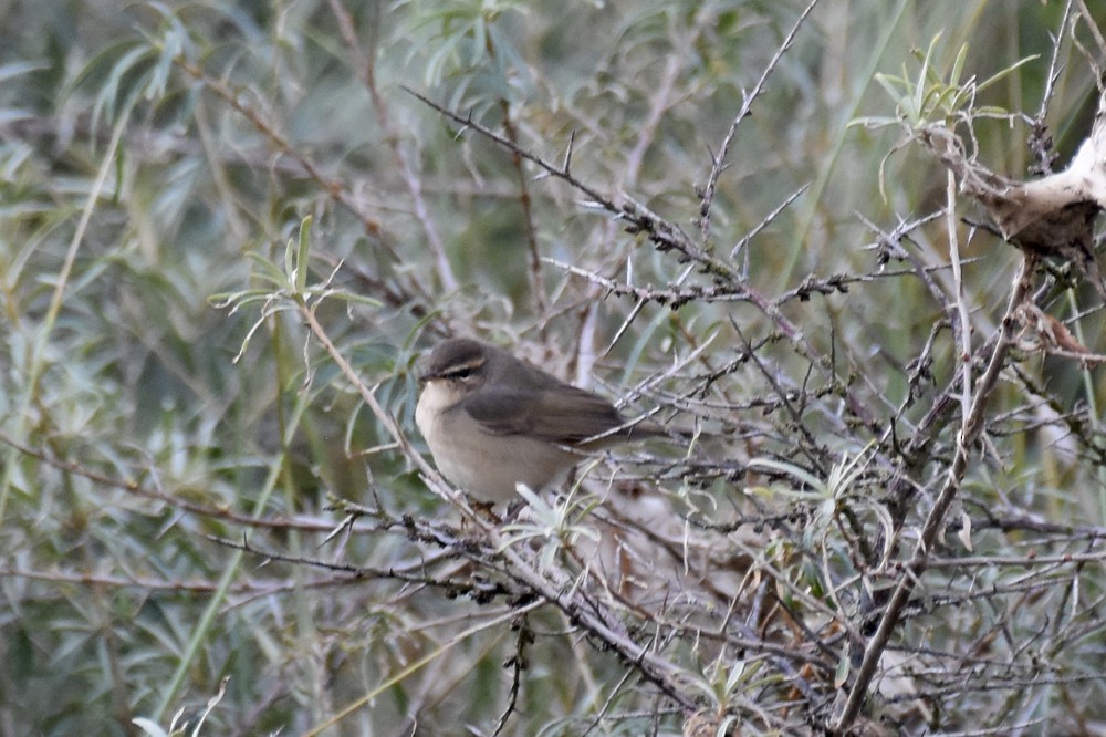 Dusky Warbler - Christiaan van der Hoeven