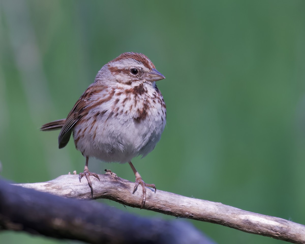 Song Sparrow - Alan Bloom