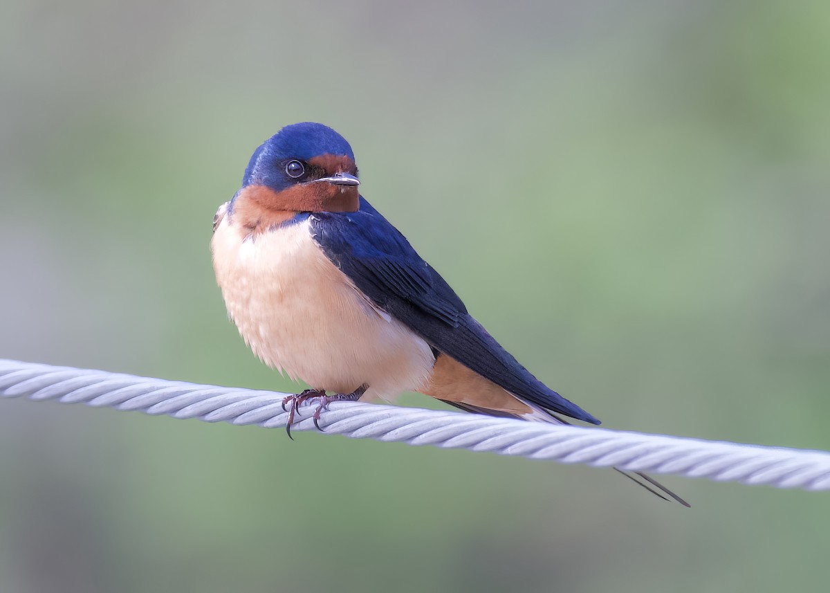 Barn Swallow - ML573869871