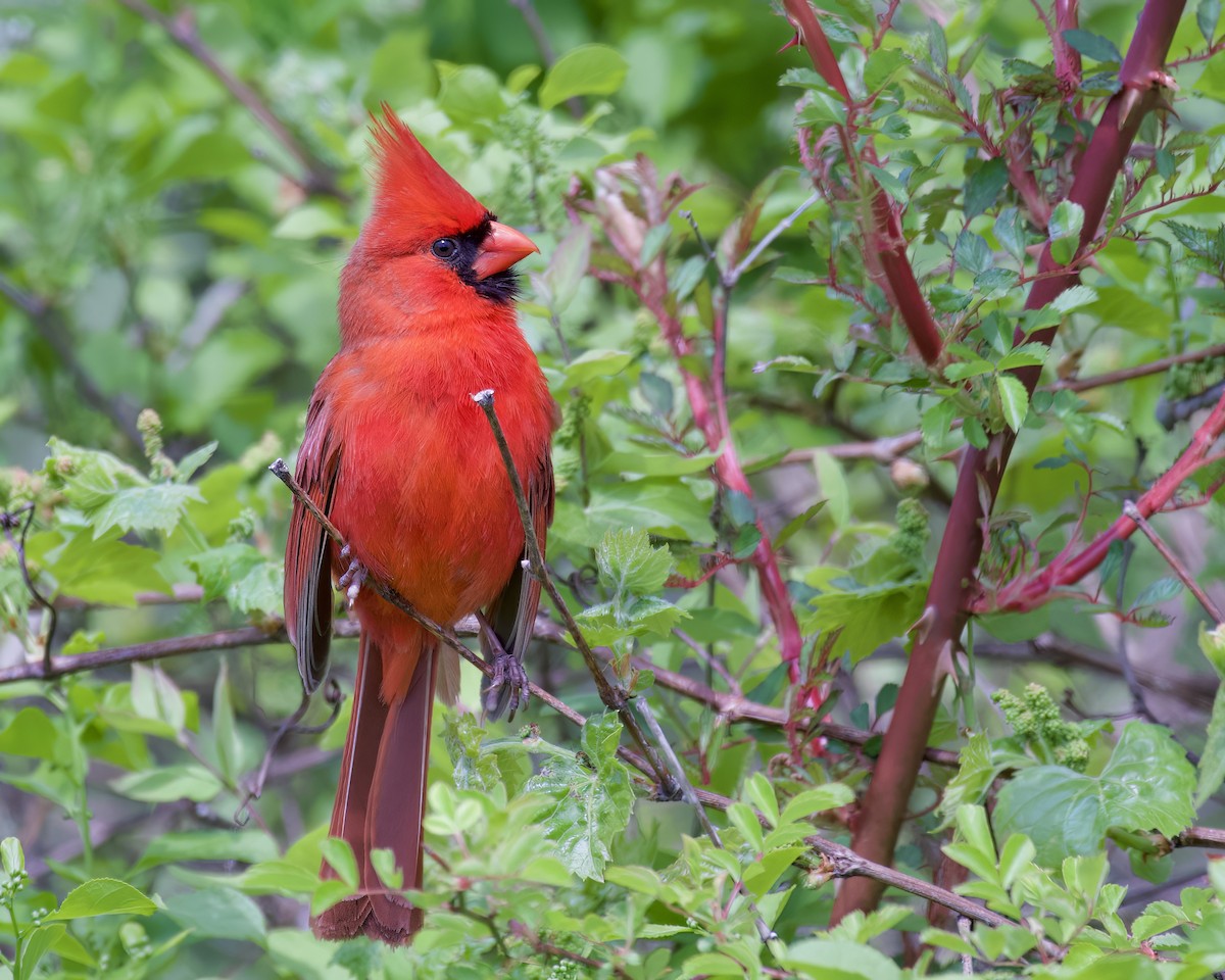 Northern Cardinal - Alan Bloom