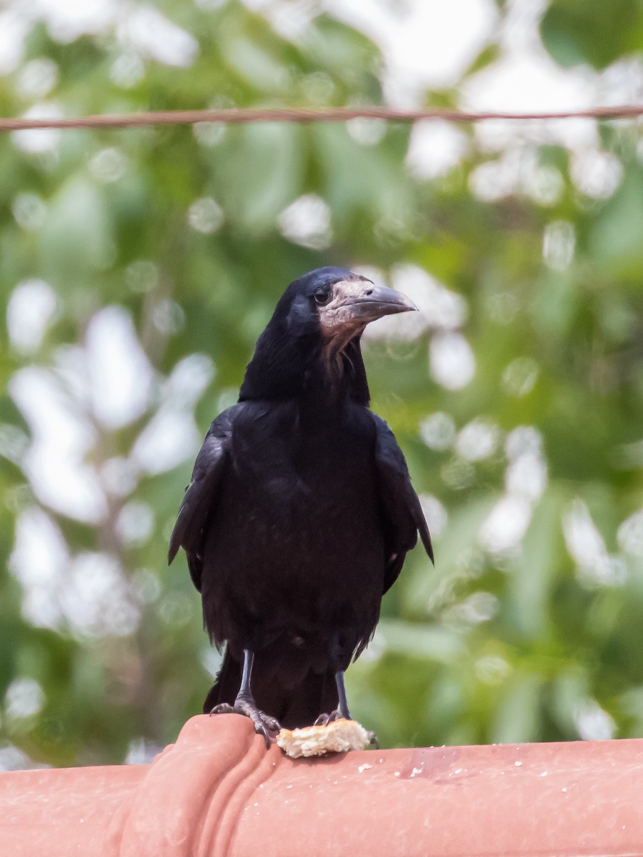 Rook - ML573870261