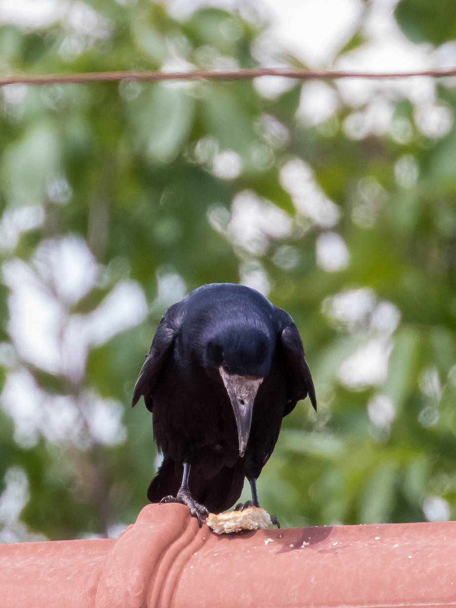 Rook - ML573870271