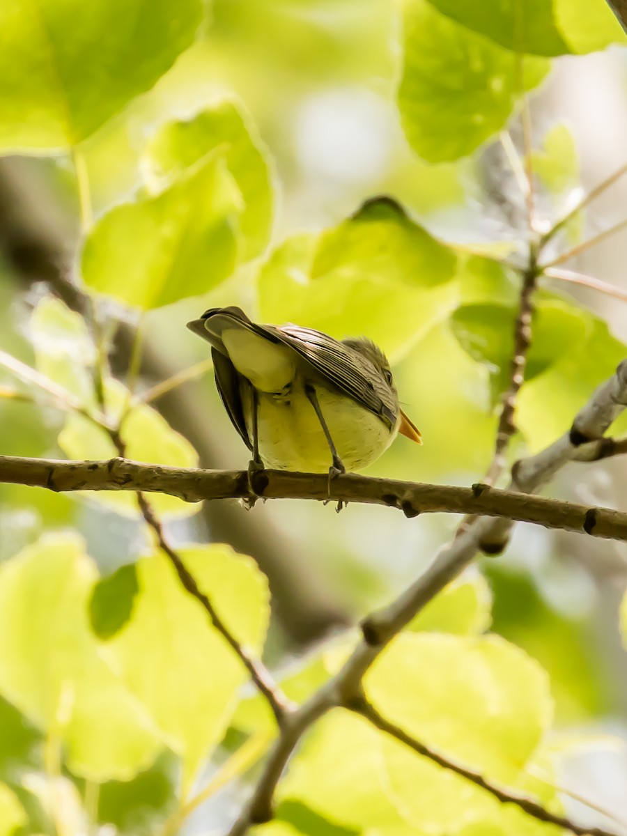 Icterine Warbler - ML573870361