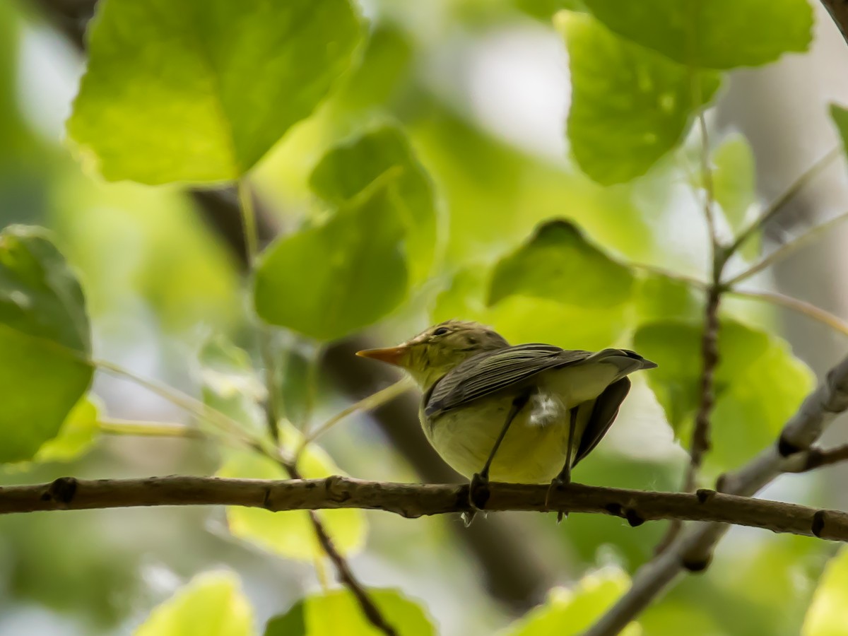 Icterine Warbler - ML573870371