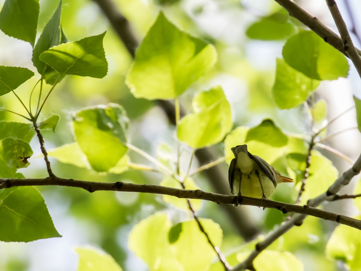 Icterine Warbler - ML573870391