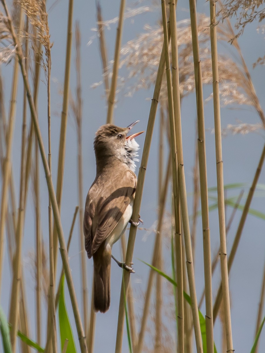 Great Reed Warbler - ML573870441