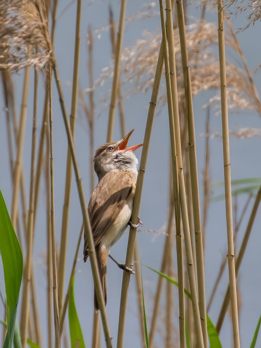 Great Reed Warbler - ML573870451