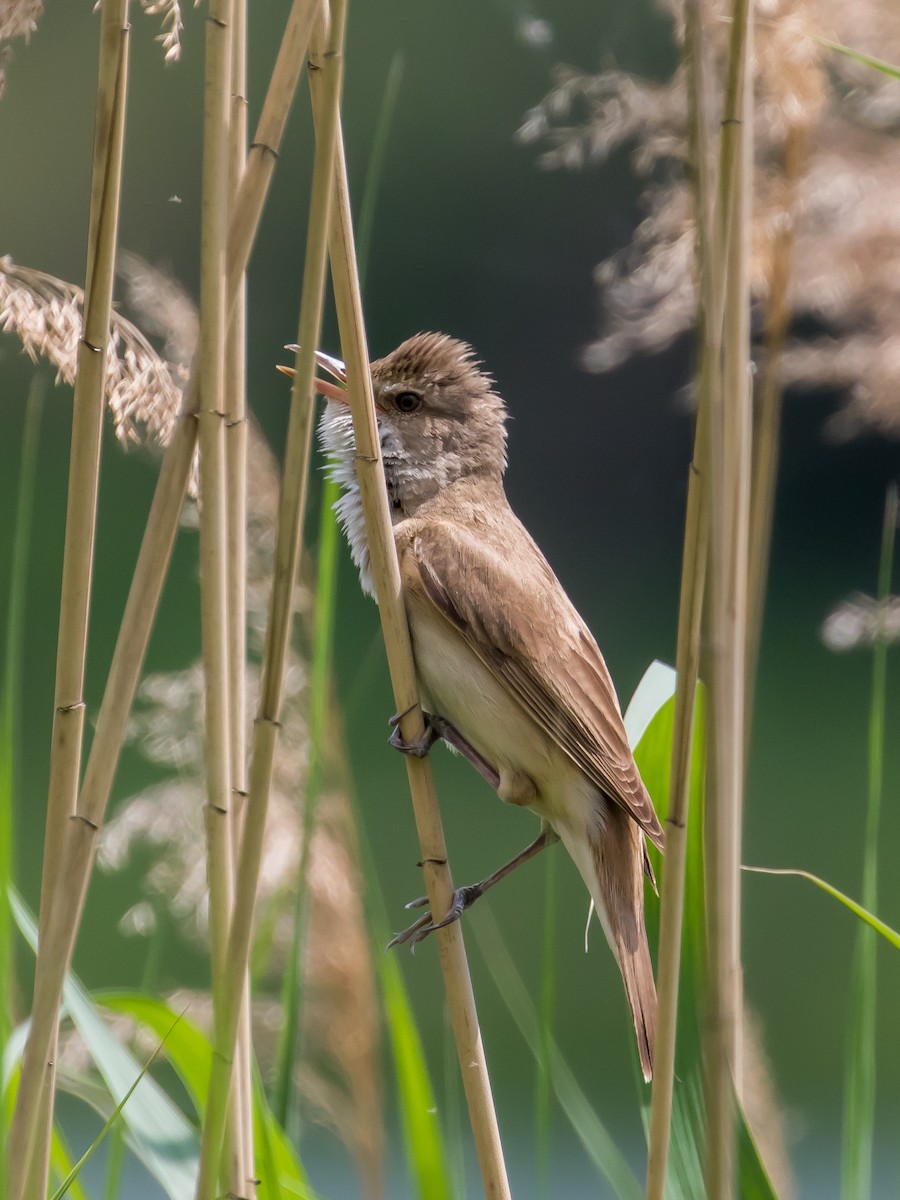 Great Reed Warbler - ML573870461