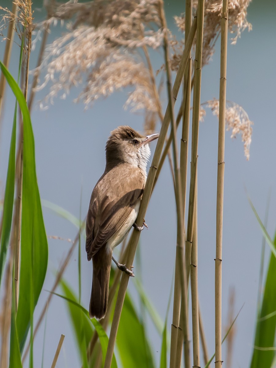 Great Reed Warbler - ML573870471