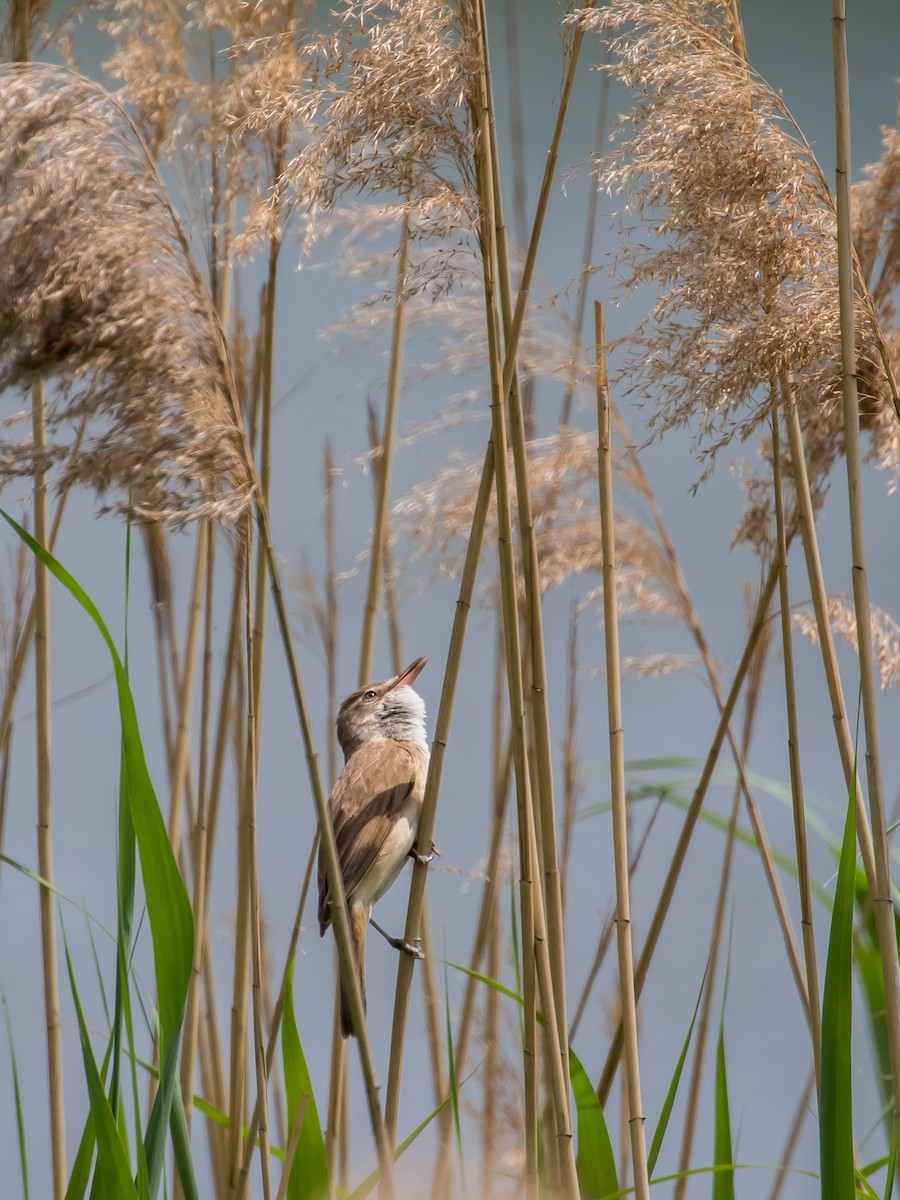 Great Reed Warbler - ML573870481