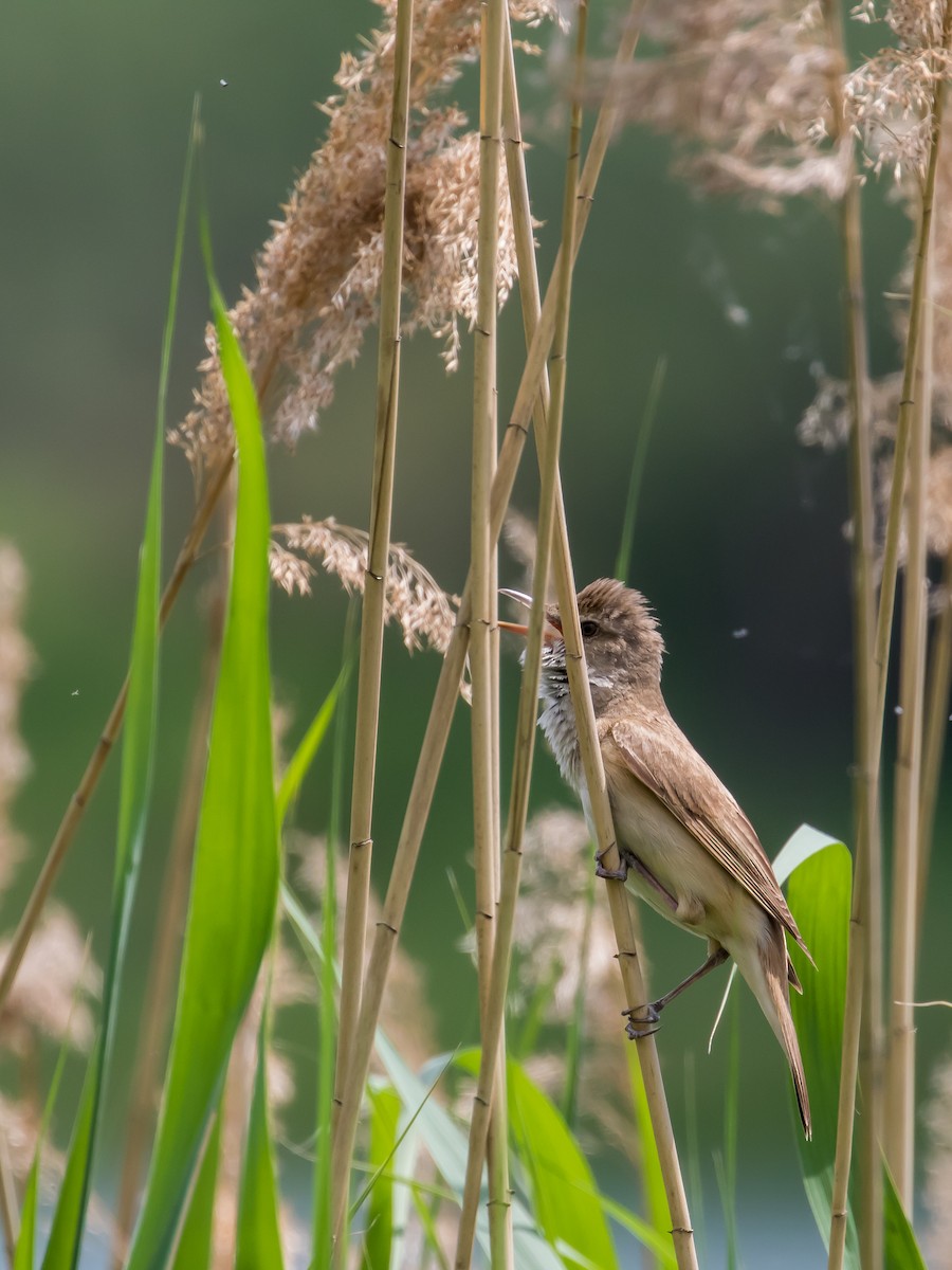 Great Reed Warbler - ML573870491